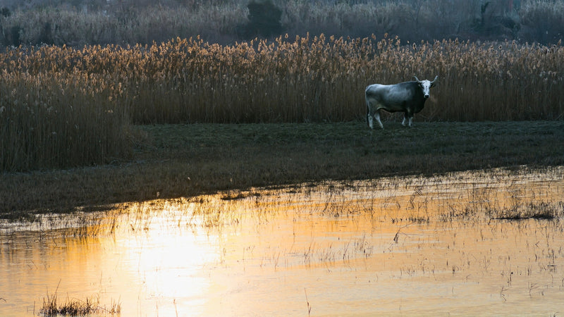 Koper Marshes & Škocjanski Zatok: Birdlife and Coastal Wetlands