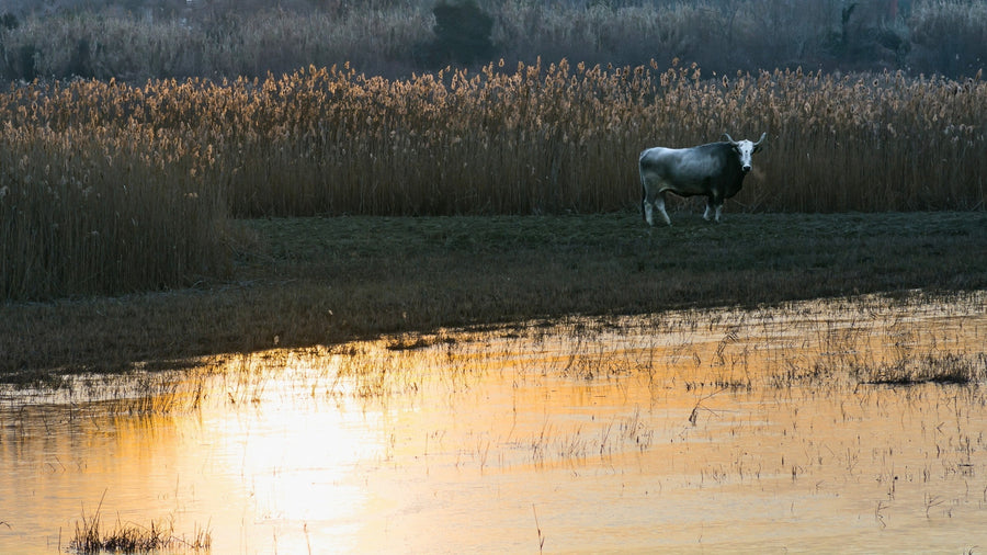 Koper Marshes & Škocjanski Zatok: Birdlife and Coastal Wetlands