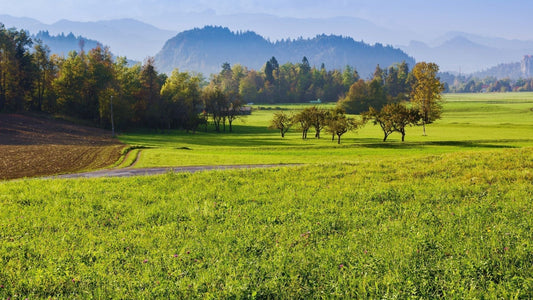 Little Lake Bled Meadows (Reber) – Quiet Pastoral Loop Above Bled
