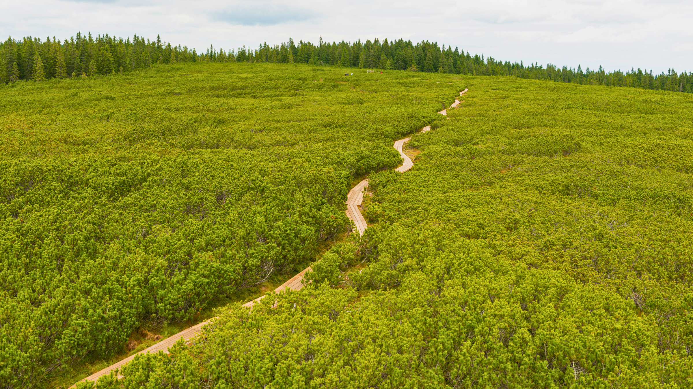 Passerelles à travers la tourbière des lacs de Lovrenc