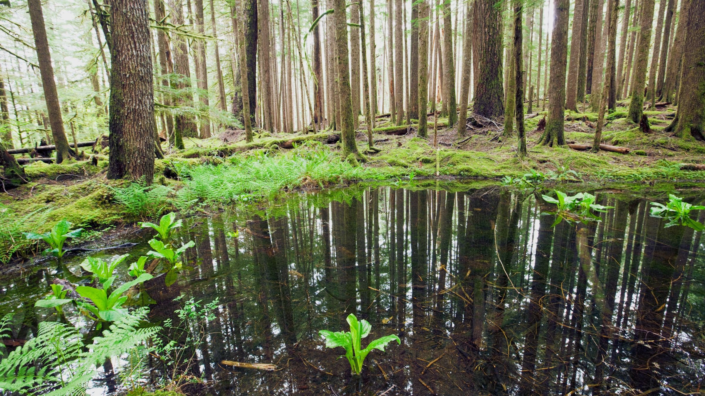 Forêt inondée et brumeuse à Krakovski gozd