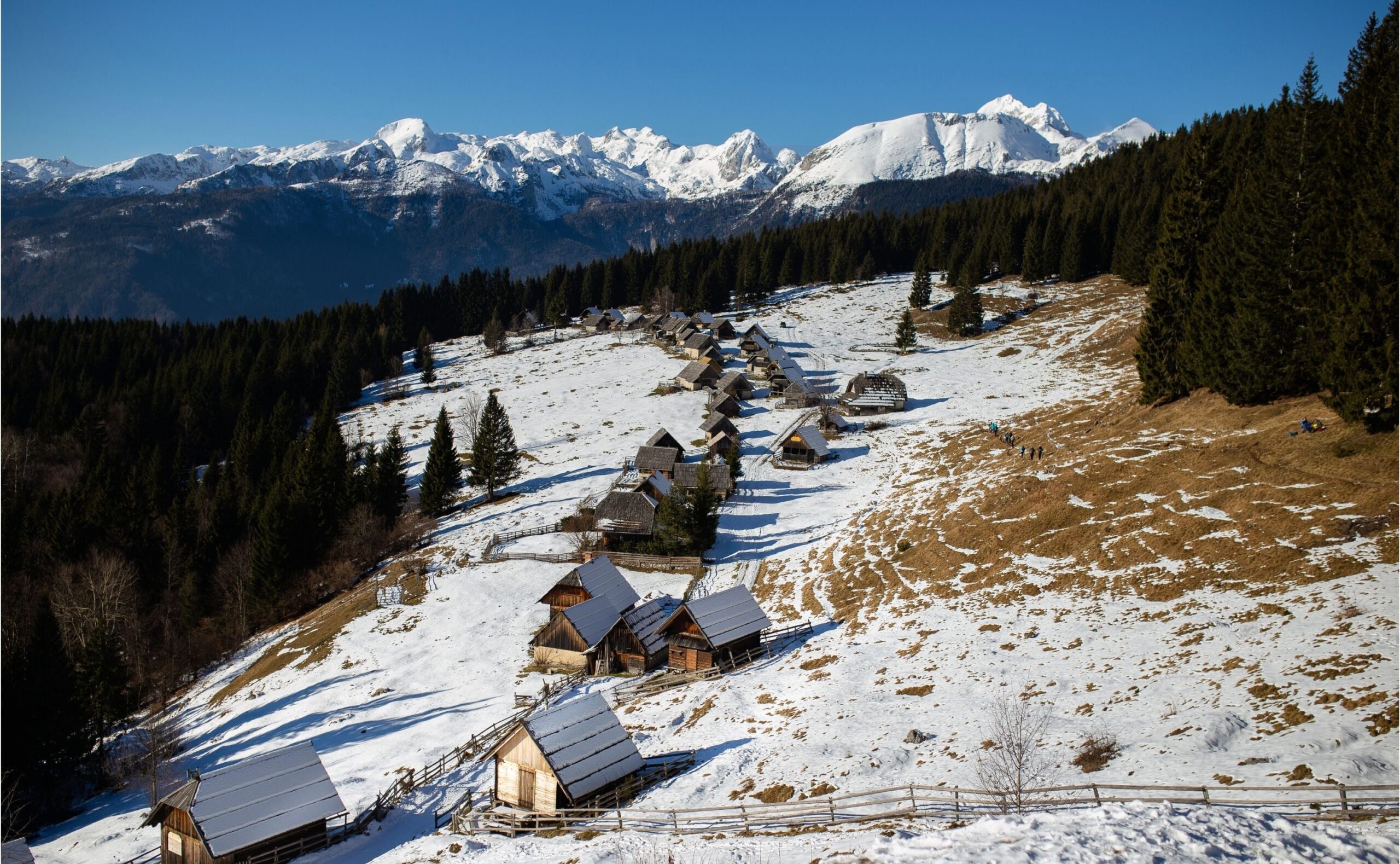 Plateau forestier de Pokljuka avec des sommets alpins au loin