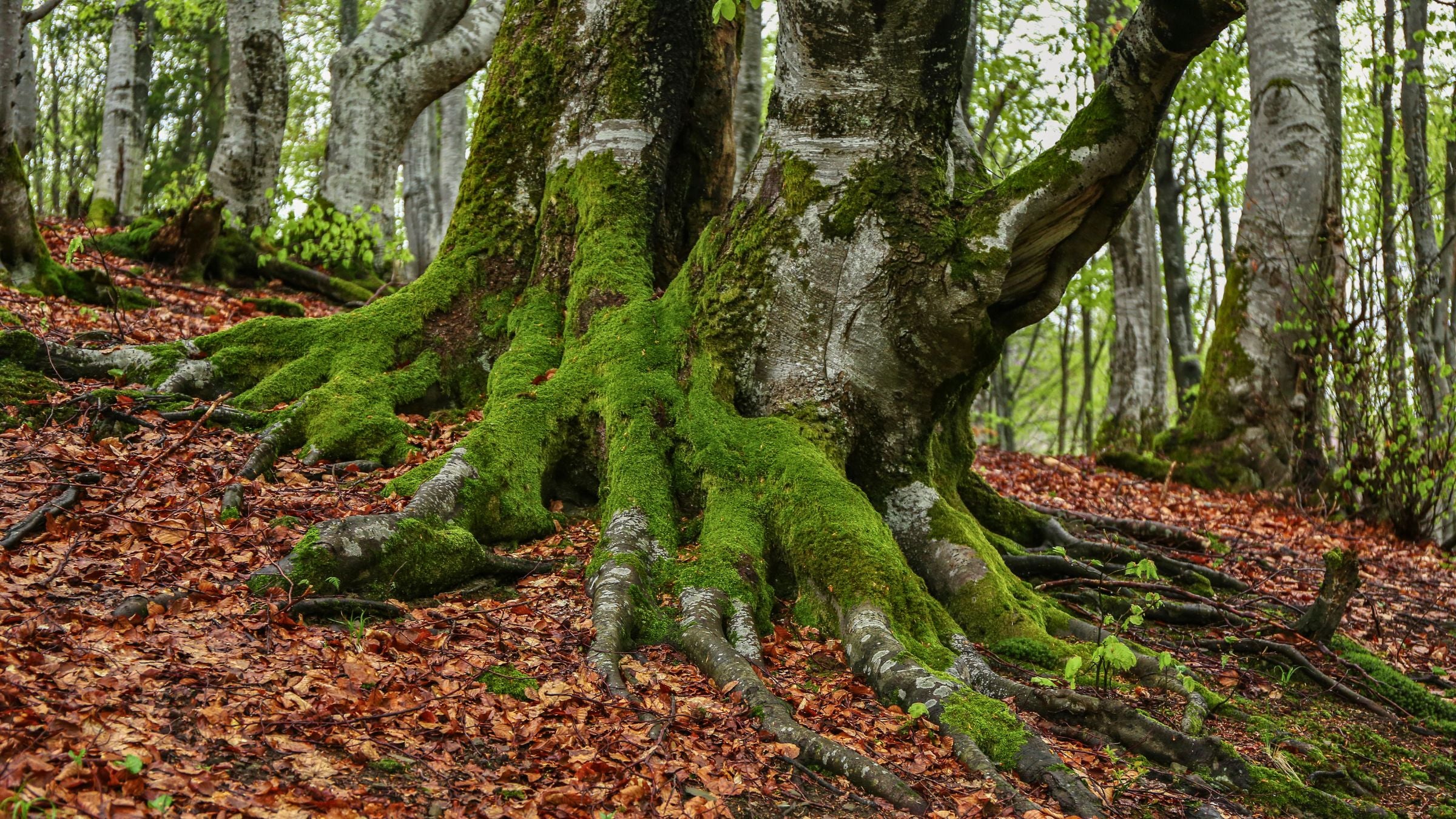 Forêt de chênes de plaine inondable à Krakovski gozd