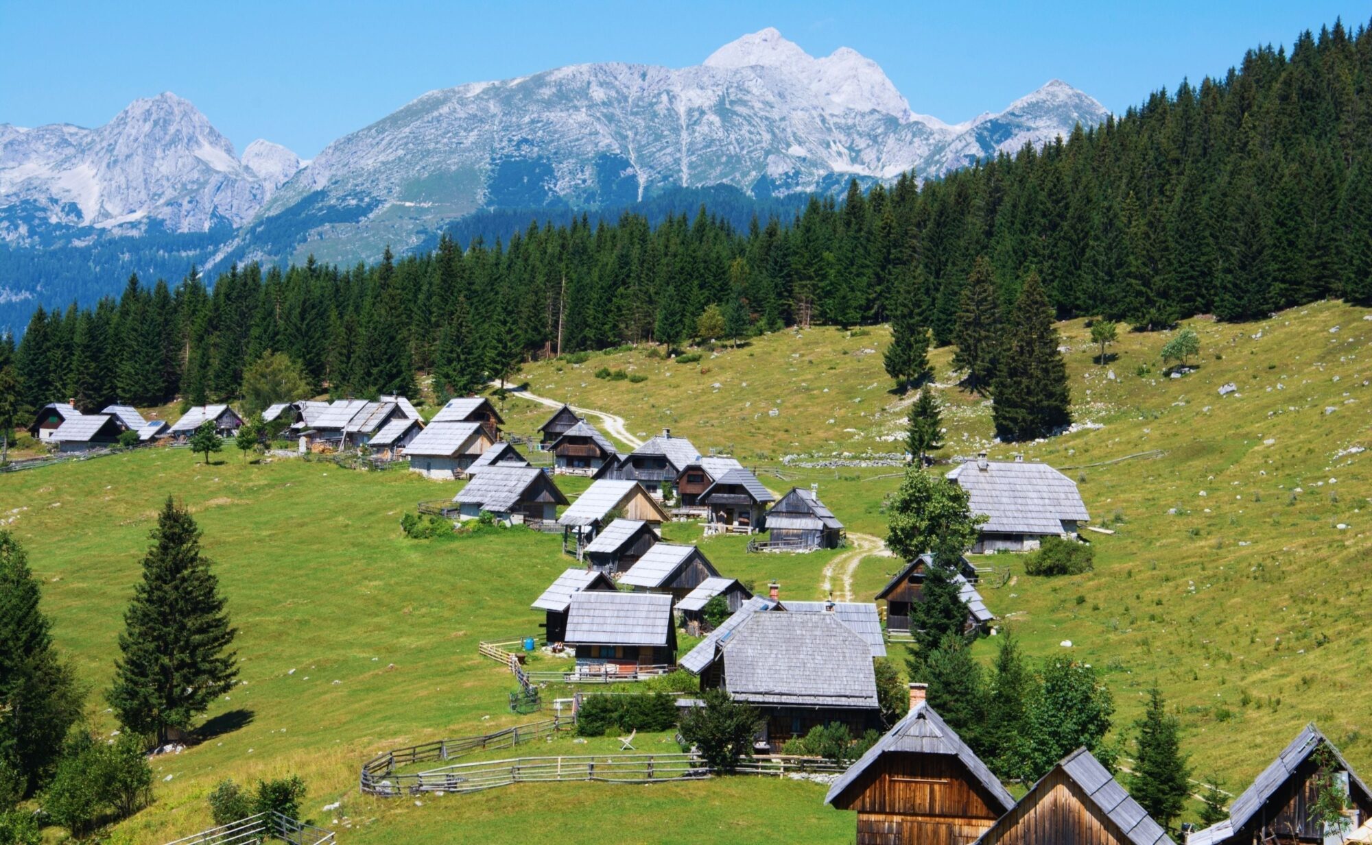 Plateau de Pokljuka — Forêts sans fin et pâturages alpins