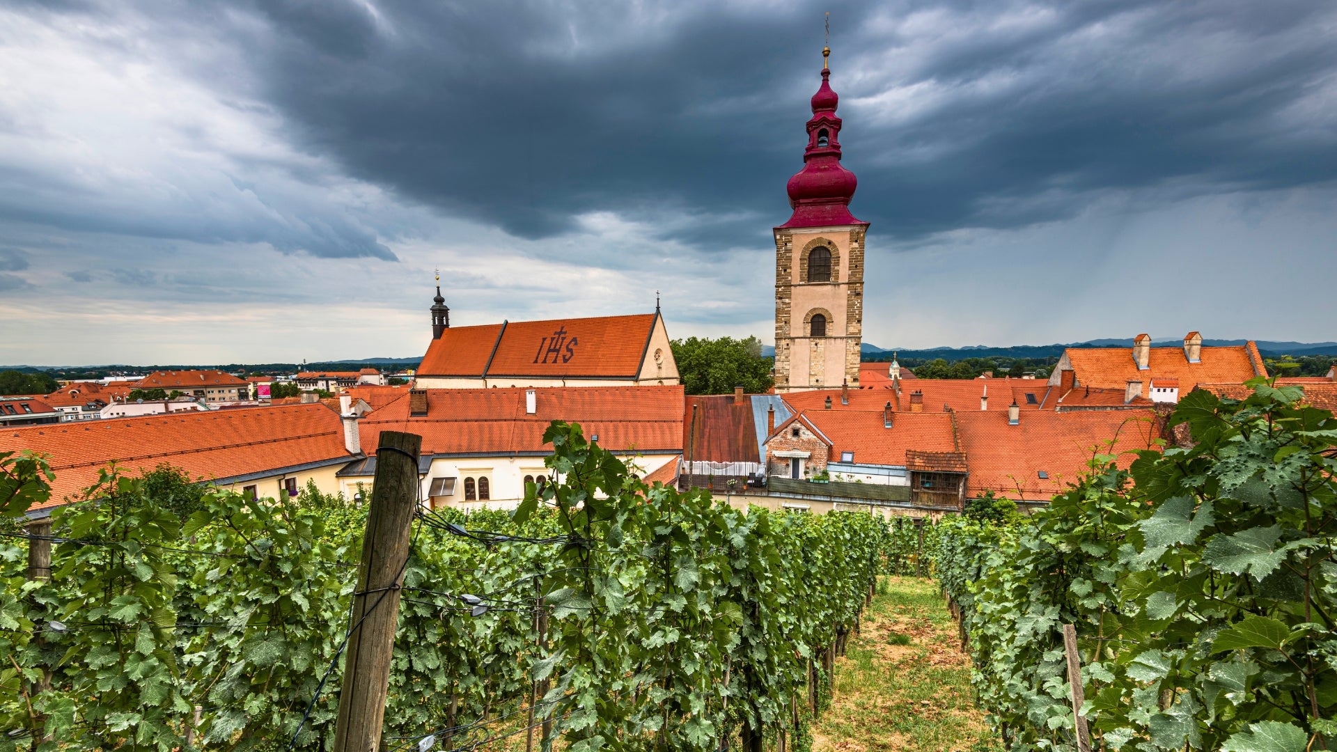 Vignobles au-dessus de Ptuj et des plaines de la Drave au coucher du soleil