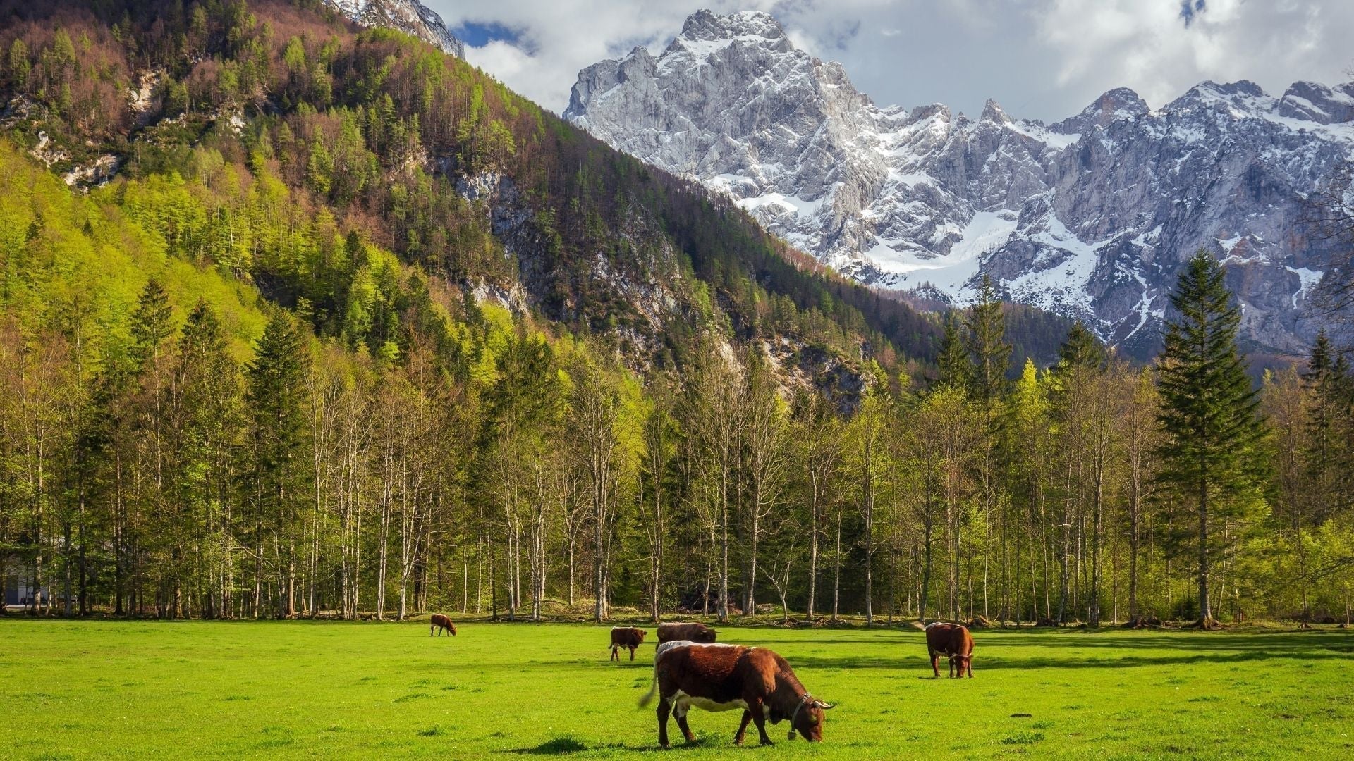 Los 10 mejores valles alpinos de Eslovenia – De paseos fáciles a senderos salvajes