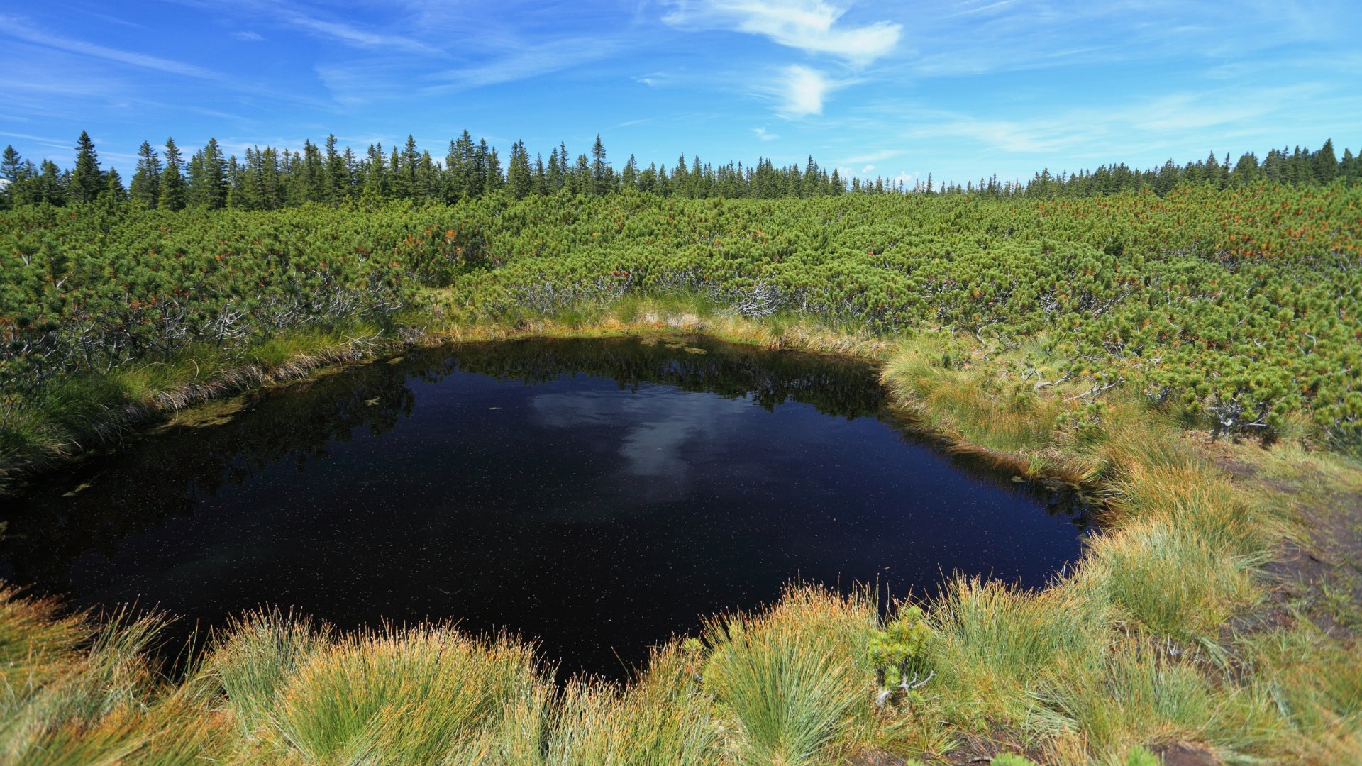 Mares de tourbière des lacs de Lovrenc entourées de forêt d'épicéas