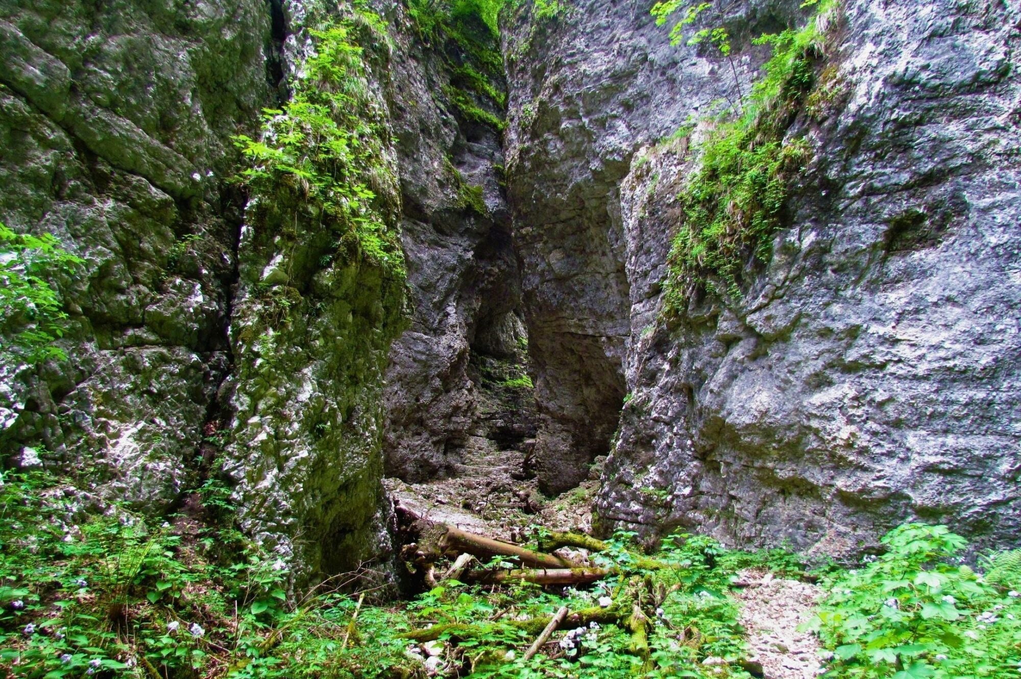 Gorges de Pokljuka — Un canyon forestier moussu près de Bled