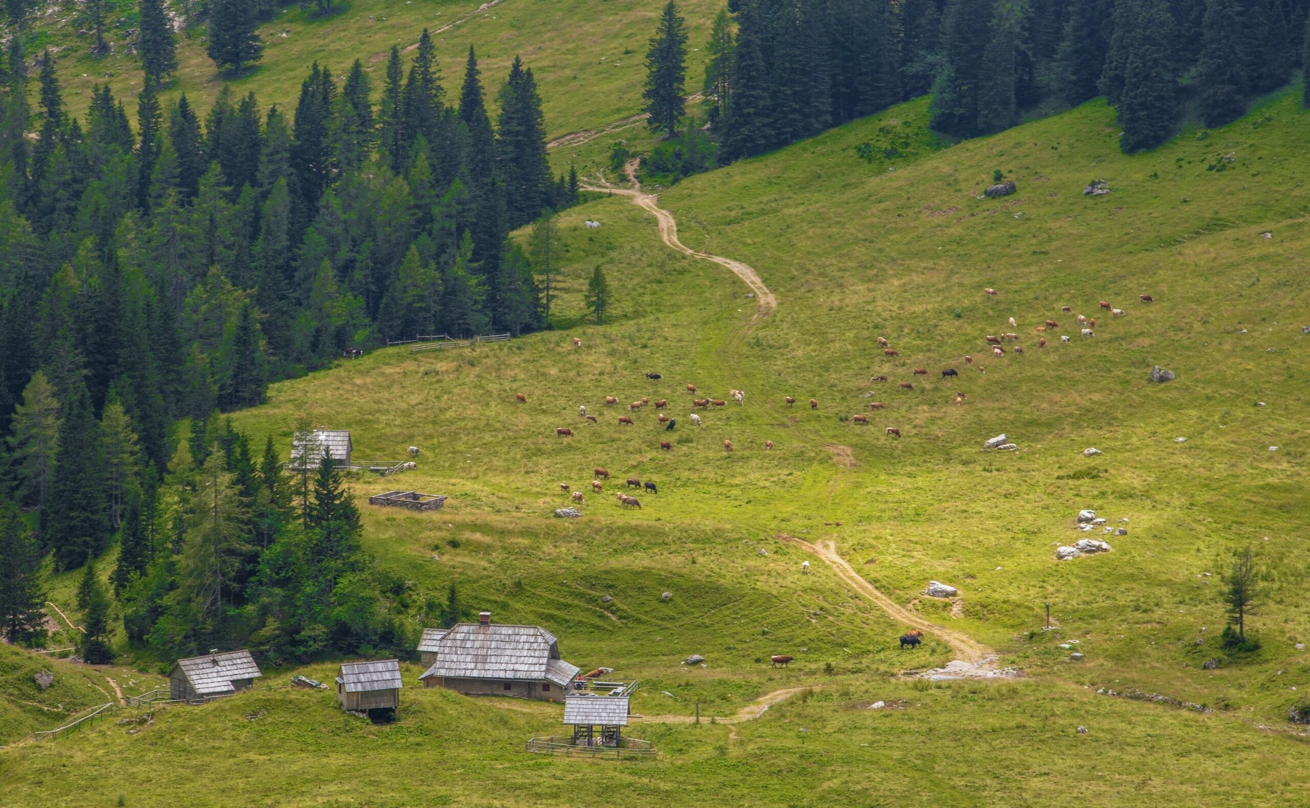 Prairie alpine ensoleillée et cabanes au-dessus des forêts de Pokljuka