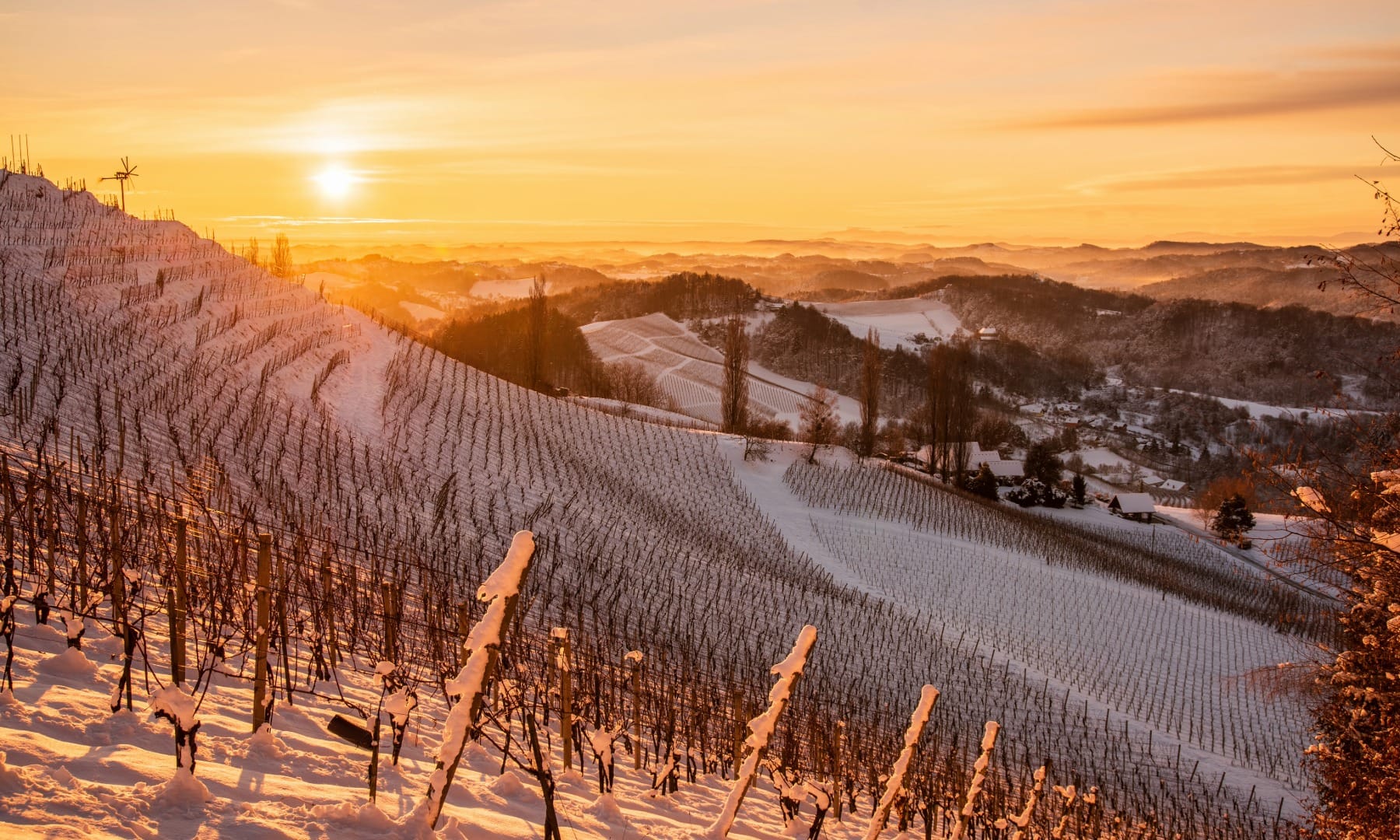 Snow-covered vineyard hills at sunrise in the wine country of eastern Slovenia