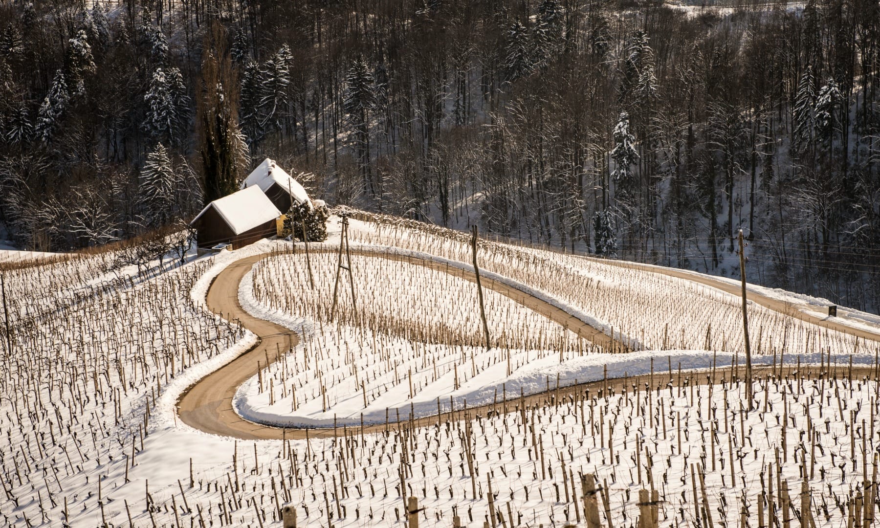 Winding heart-shaped vineyard road through snow with a small farmhouse, eastern Slovenia