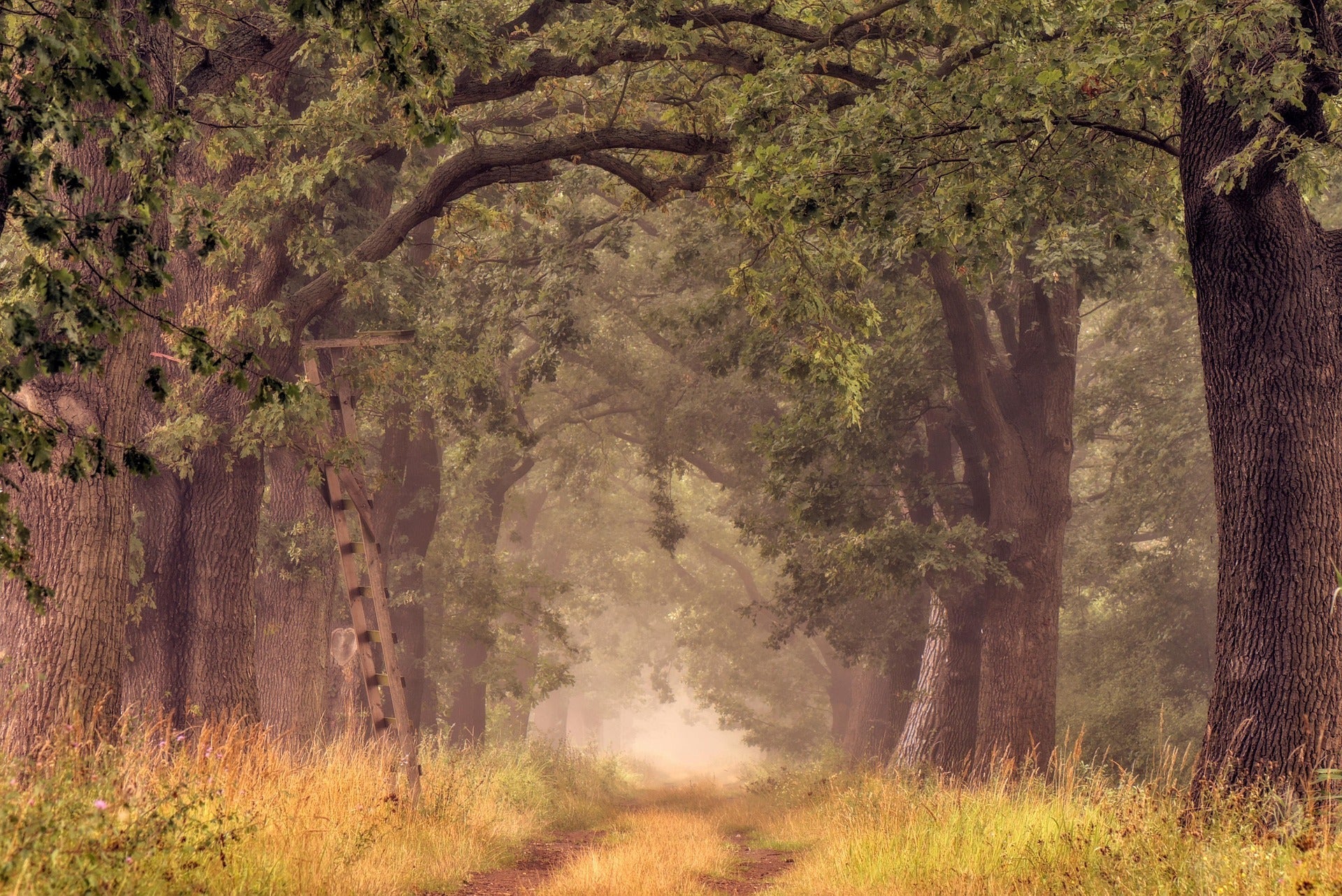 Forêt de Krakovski — La dernière chênaie alluviale de Slovénie