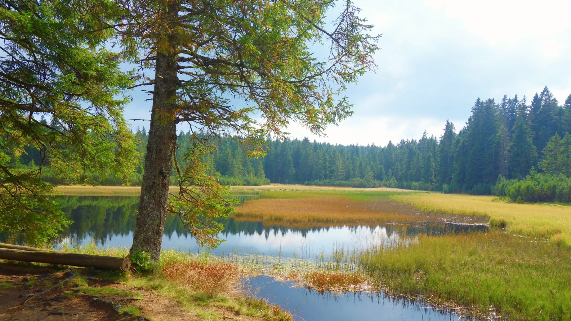 Reedy wetland shoreline near Crno jezero