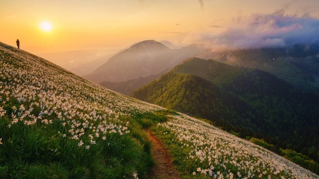 Golica Daffodil Trail from Planina pod Golico