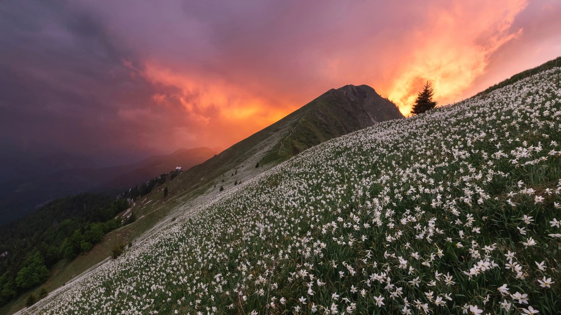 Dramatic sunset over the daffodil-covered summit ridge of Golica, with Koča na Golici visible below