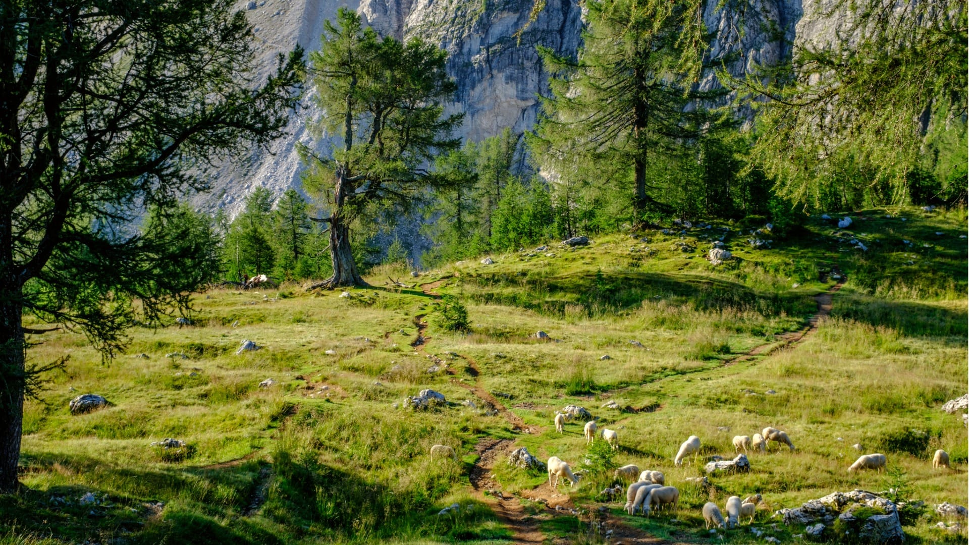 Grassy alpine plateau with grazing sheep along the path to Slemenova Špica