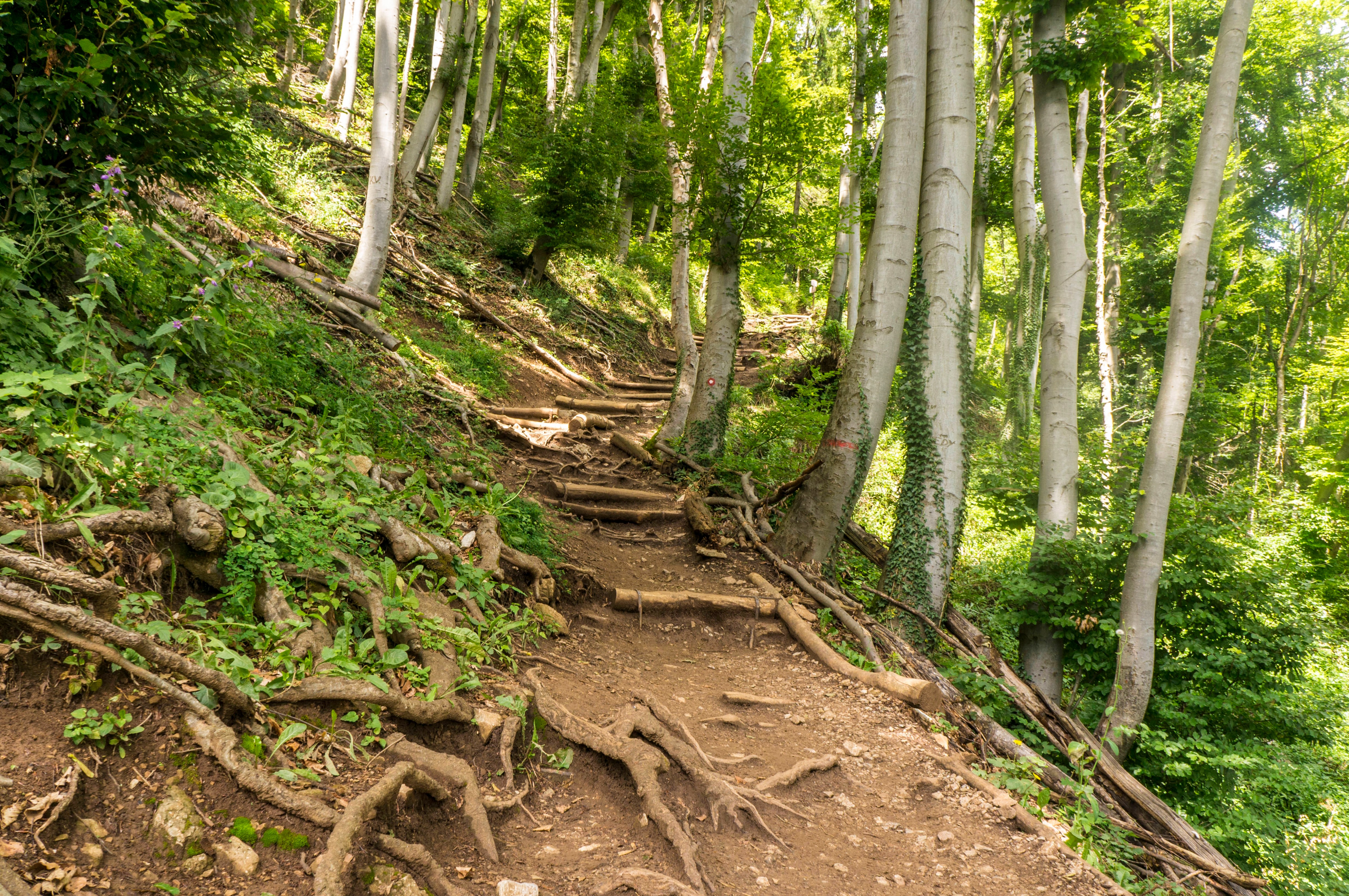 Sendero forestal con raíces de árboles expuestas y escalones de madera subiendo a Šmarna Gora