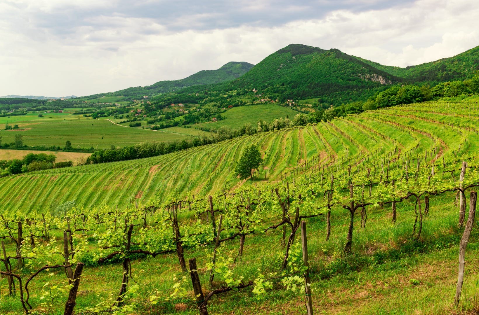 Rows of hillside vineyards curving across a slope in the Vipava Valley, green hills and a pointed peak behind