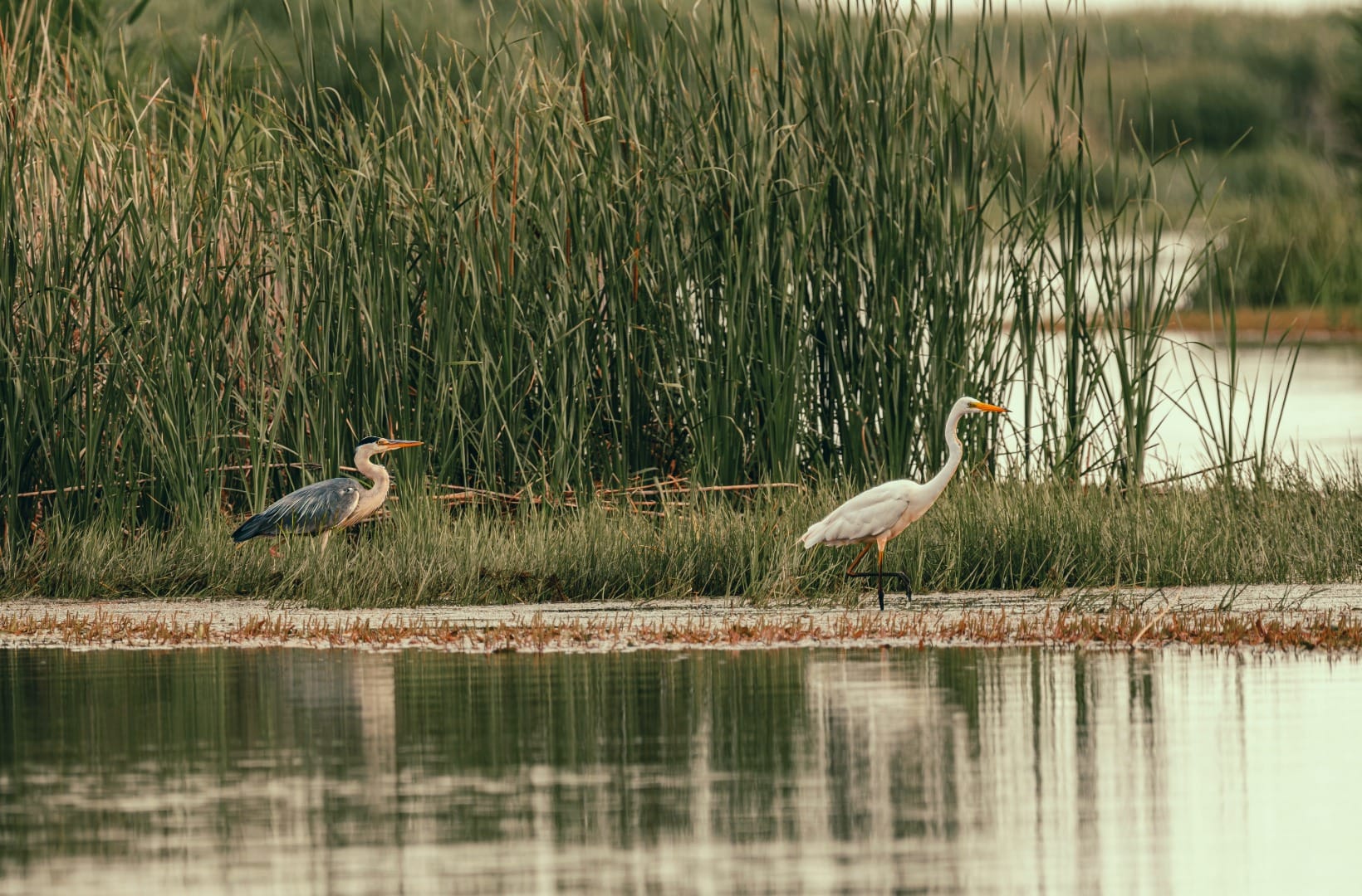 A grey heron and a little egret standing among tall reeds at the edge of still water in the Ljubljana Marshes