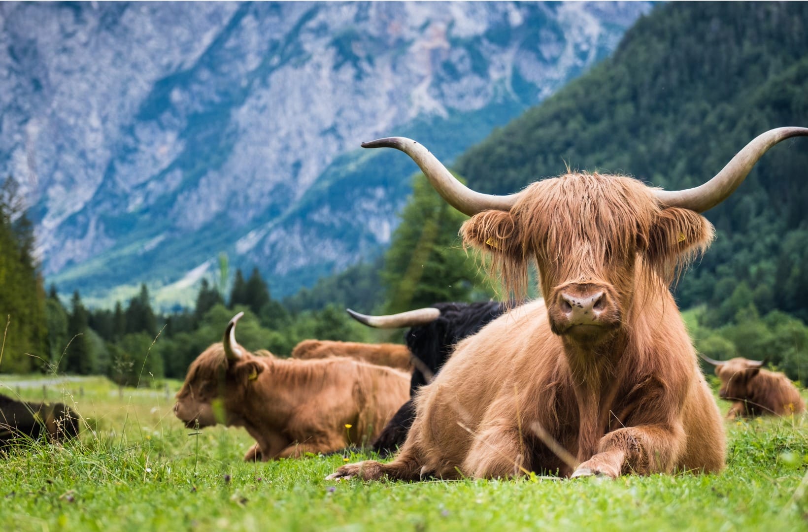 Long-haired highland cattle lying in a green pasture with a grey limestone wall behind in the Logar Valley area
