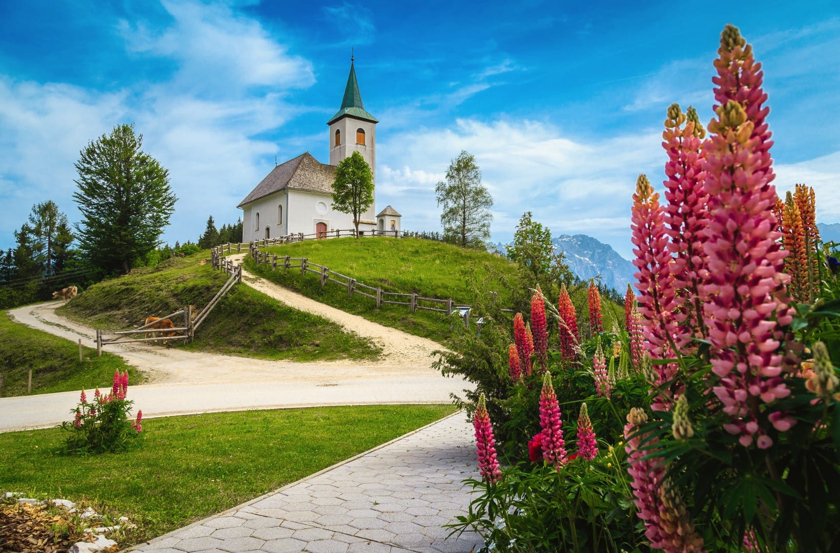 The white church of the Holy Spirit at Podolševa on a green knoll with a green-spired tower, pink lupins in the foreground and the Kamnik-Savinja Alps behind