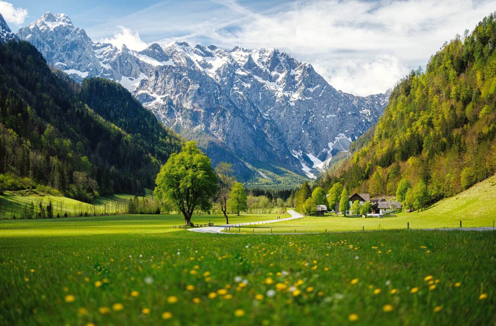 A winding lane through a bright green spring meadow full of dandelions in Logarska dolina, a lone maple tree and the snow-streaked head wall of the Kamnik-Savinja Alps behind