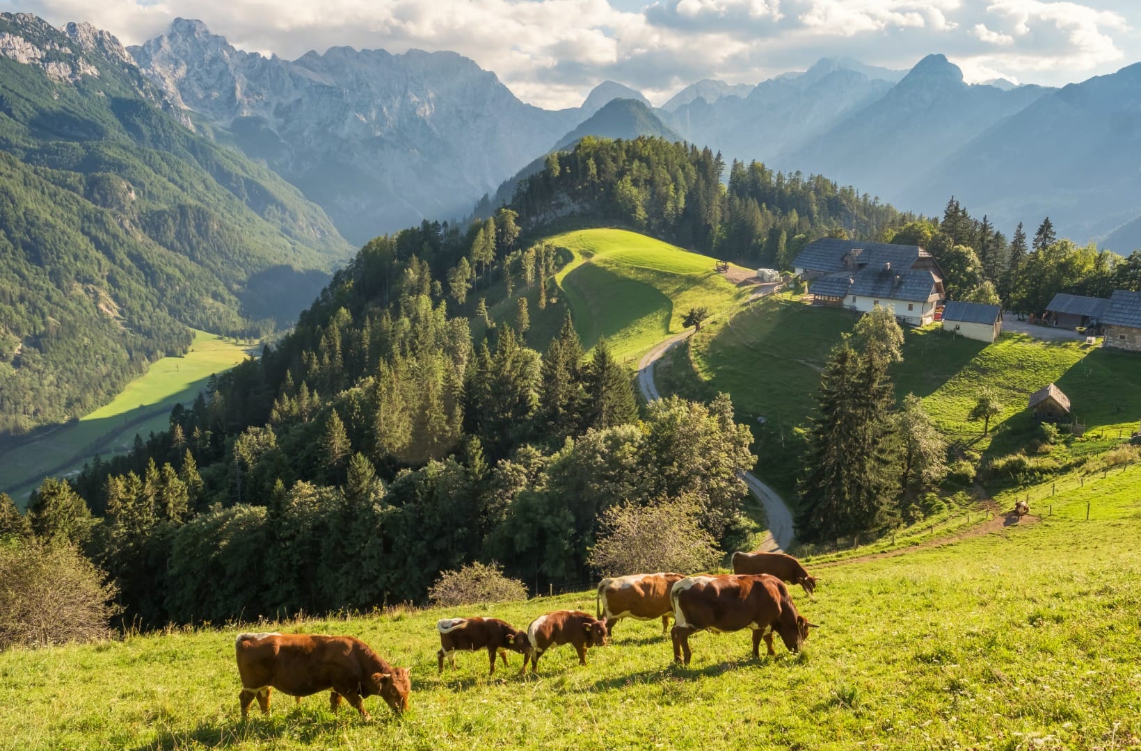 Evening light on the panoramic road with brown and white cattle grazing a steep pasture, a large alpine homestead on a shelf and ridges of the Alps behind